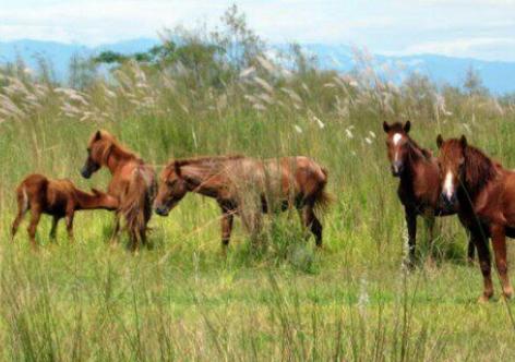 ফাইল ফটো