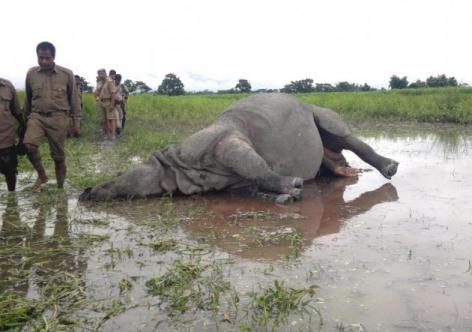 ফাইল ফটো