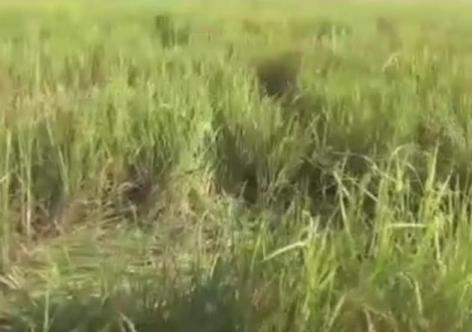 প্ৰতীকি ফটো