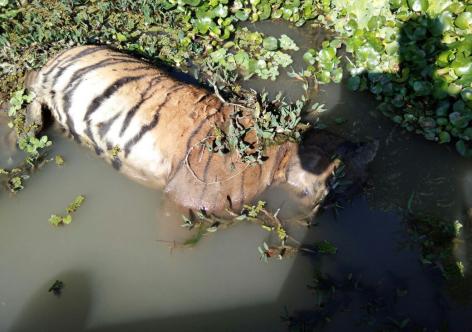 প্ৰতিকী ফটো