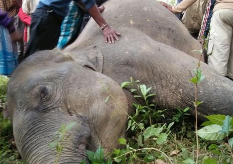 ফাইল ফটো