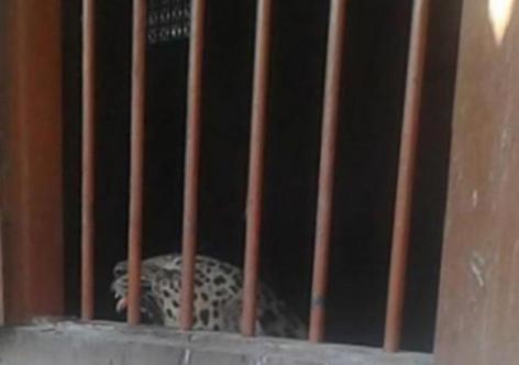 ফাইল ফটো