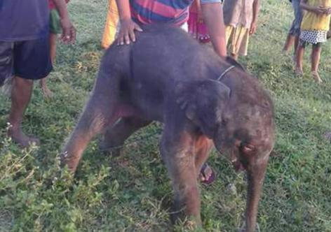 ফাইল ফটো