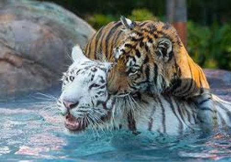 প্ৰতিকী ফটো