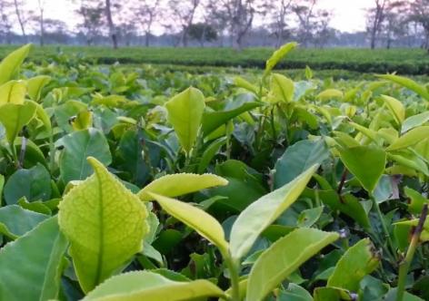 প্ৰতিকী ফটো,উৎস ইন্টাৰনেট, 