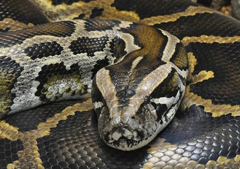 প্ৰতিকী ফটো,উৎস ইন্টাৰনেট, 