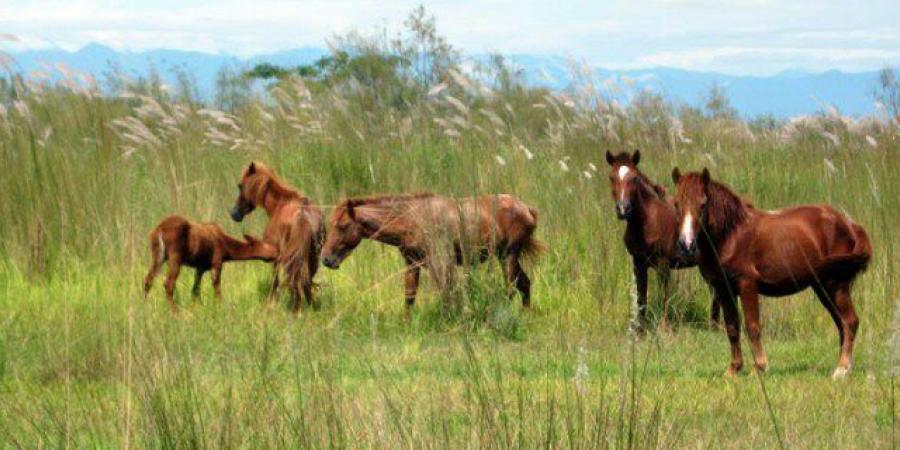 ফাইল ফটো ফাইল ফটো