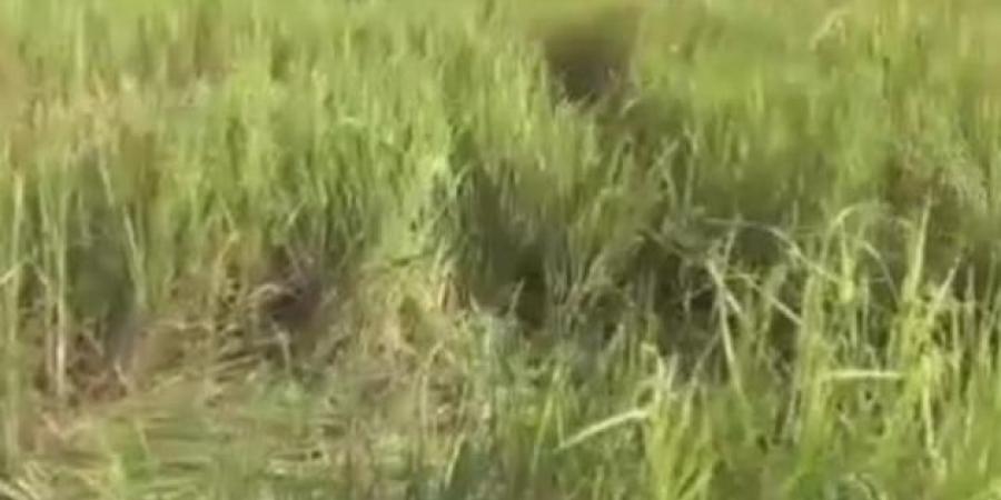 প্ৰতীকি ফটো প্ৰতীকি ফটো