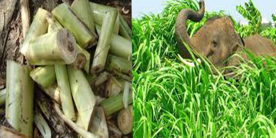 প্ৰতিকী ফটো