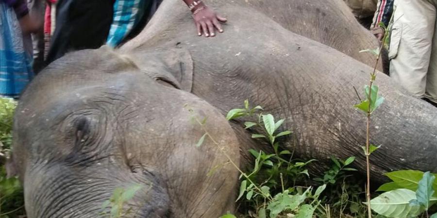 ফাইল ফটো