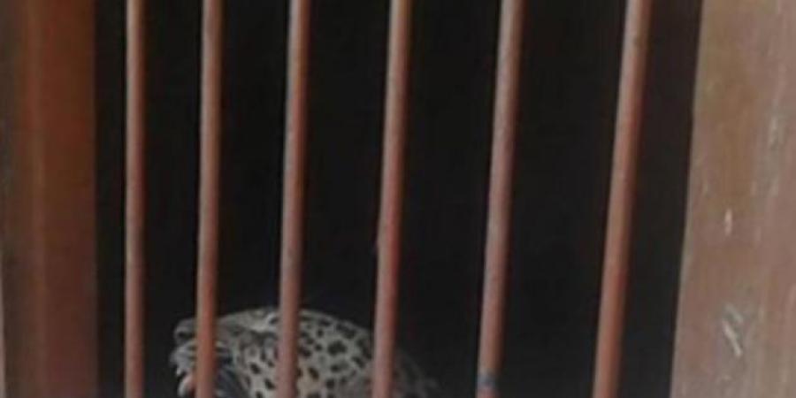 ফাইল ফটো