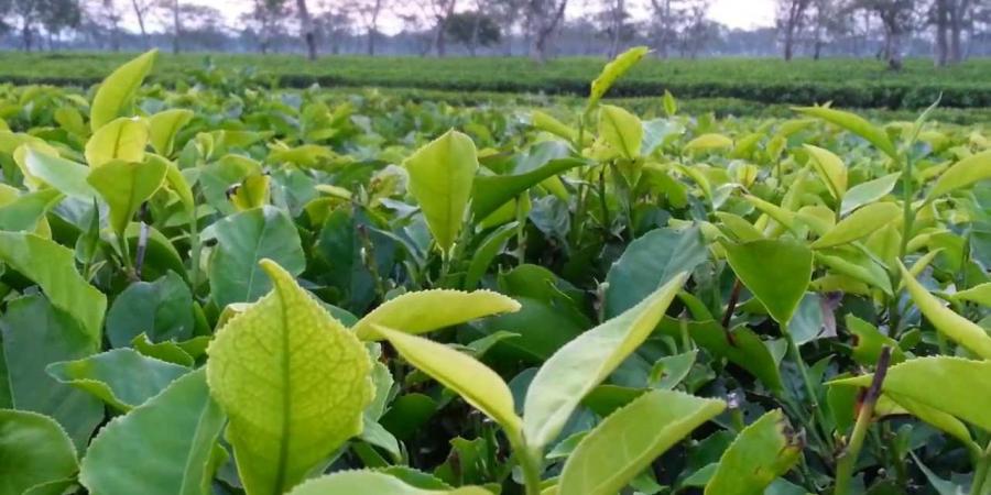 প্ৰতিকী ফটো,উৎস ইন্টাৰনেট, 